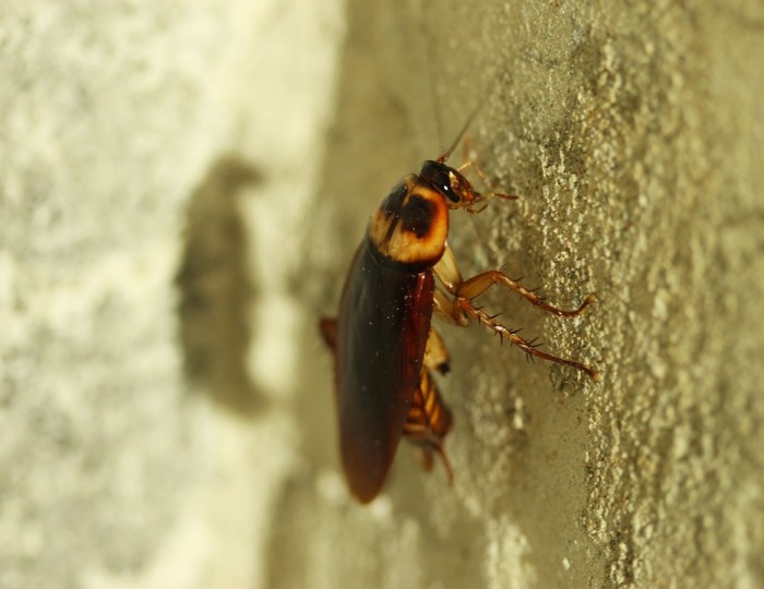 তেলাপোকার জবানবন্দী